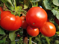 Nebula (Tomato)