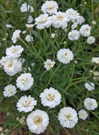 Noblessa (Achillea)