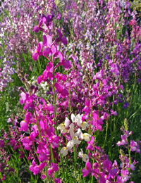 Northern Lights (Linaria/Toadflax)