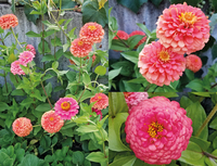 OK Magic Mix (Zinnia)