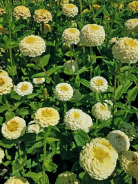 Oklahoma Ivory (Zinnia)