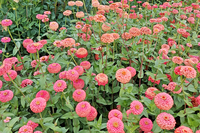 Oklahoma Salmon Zinnia