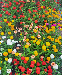 Oklahoma Mix (Zinnia)