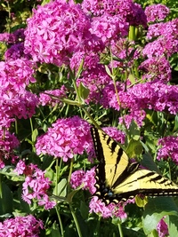 Orientalis (Silene/Campion)