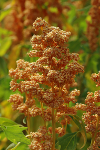 Oro de Valle (Quinoa)