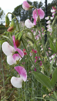 Painted Lady (Sweet Pea)