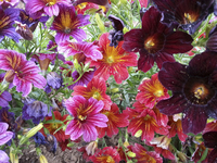 Painted Tongue Royale Mix (Salpiglossis/Painted Tongue)