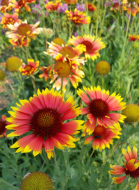 Painter's Palette Gaillardia/Blanket Flower