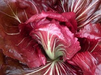 Palla Rossa (Chicory)