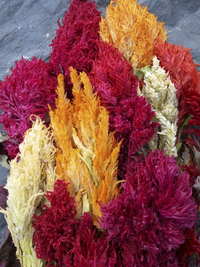 Pampas Plume Mix (Celosia)