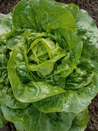 Pan (Lettuce)