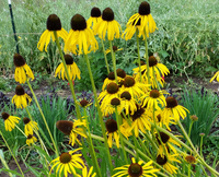 Paradoxa Yellow (Echinacea)