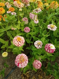 Peppermint Stick (Zinnia)