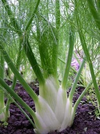 Perfection (Fennel)