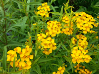 Pericón (Marigolds)