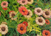 Peruviana Red (Zinnia)