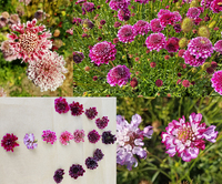 Picotee Pincushion Mix (Scabiosa)