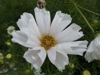 Pied Piper Blush White (Cosmos)