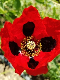 Pierrot (Corn Poppy)