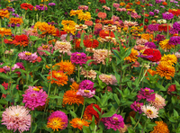 Pinca Mix (Zinnia)