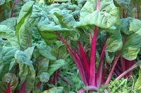 Pink Passion (Beet and Chard)