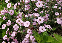 Pink Beauty (Saponaria)