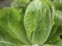 Platonic Romaine (Lettuce)
