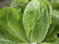 Platonic Romaine Lettuce