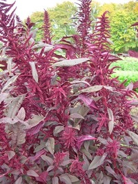 Polish (Amaranth)