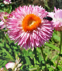 Polka Pink (Helichrysum)