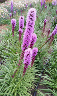 Prairie Gayfeather Gayfeather