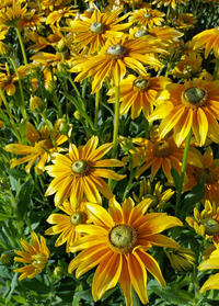 Prairie Sun (Rudbeckia)