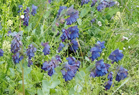 Pride of Gibraltar Cerinthe/Honeywort