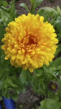 Princess Nagasaki (Calendula)