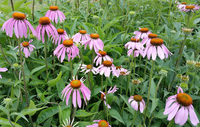 Purple Coneflower (Echinacea)