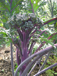 Purple Peacock (Broccoli)