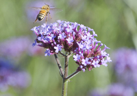 Purple Top (Verbena)