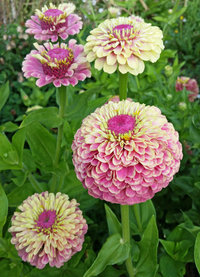 Queen Lime Blush (Zinnia)