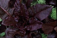 Really Red Deer Tongue (Lettuce)