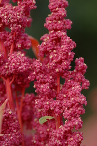 Red Head (Quinoa)