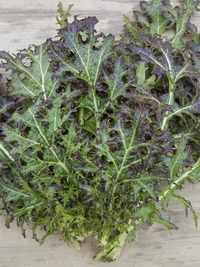 Red Feather Mustard: Indian
