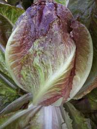 Red To The Heart Romaine (Lettuce)