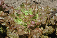 Redder Ruffled Oak (Lettuce)