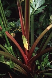 Redventure (Celery)