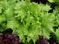 Reine d\' Glaces (Lettuce)