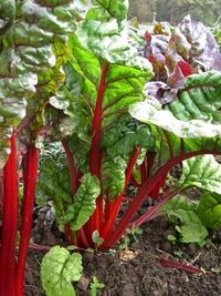 Rhubarb Chard (Beet and Chard)