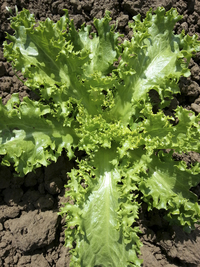 Riccia Ruffec (Endive)