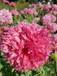 Rose Peony (Poppy)