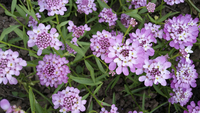 Rose Cardinal (Iberis/Candytuft)