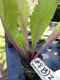 Rosy Rapa Greens (Mustard: Mild)